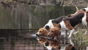 Treeing Walker