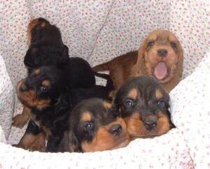 Otterhound breeding puppies