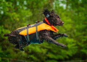 Why you will love Boykin Spaniel Dog Breed!