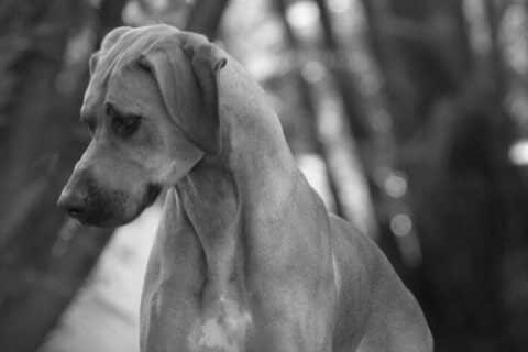 Find a Breeder or Rescue