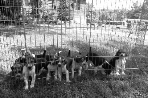 Find a Breeder or Rescue