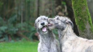 Irish Wolfhound