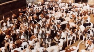 English Foxhounds