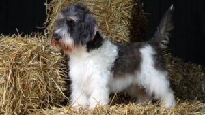 Petit Basset Griffon Venden