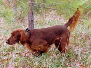 Irish setter in the woods