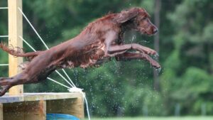Irish Setter dock diving.