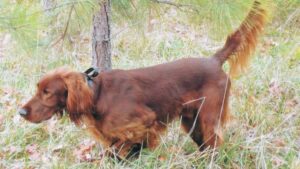 Irish Setter in the field
