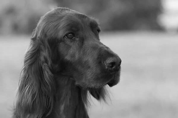 Find a Breeder or Rescue
