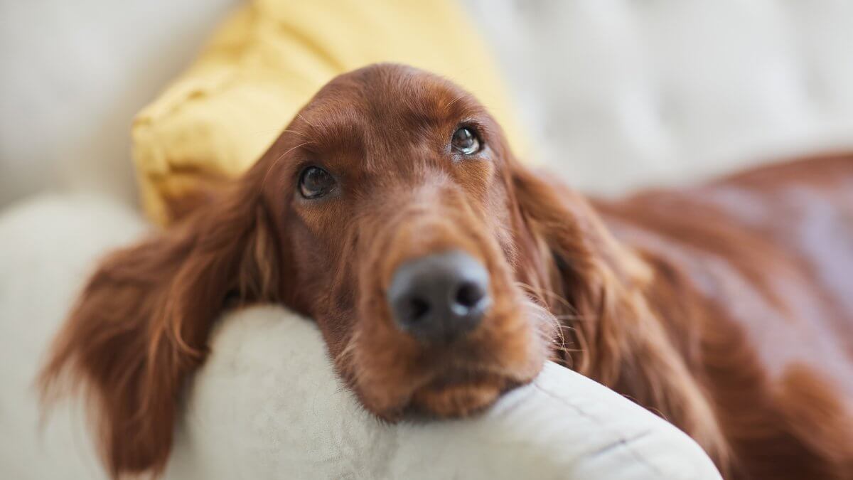 Close up of an Irish Setter dog lying on couch in cozy home