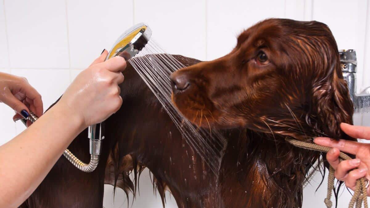 Hands washing an Irish Setter dog at groomer salon