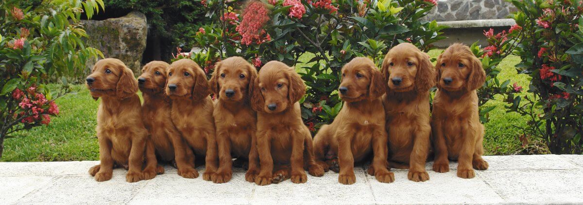 Eight Irish Setter puppies. Eight two months old pure breed red irish setter puppies posing in a row