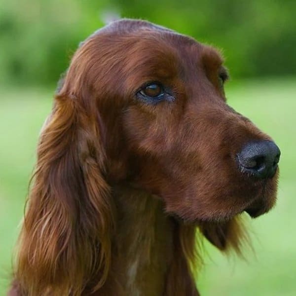 A photo of Irish Setter's head.