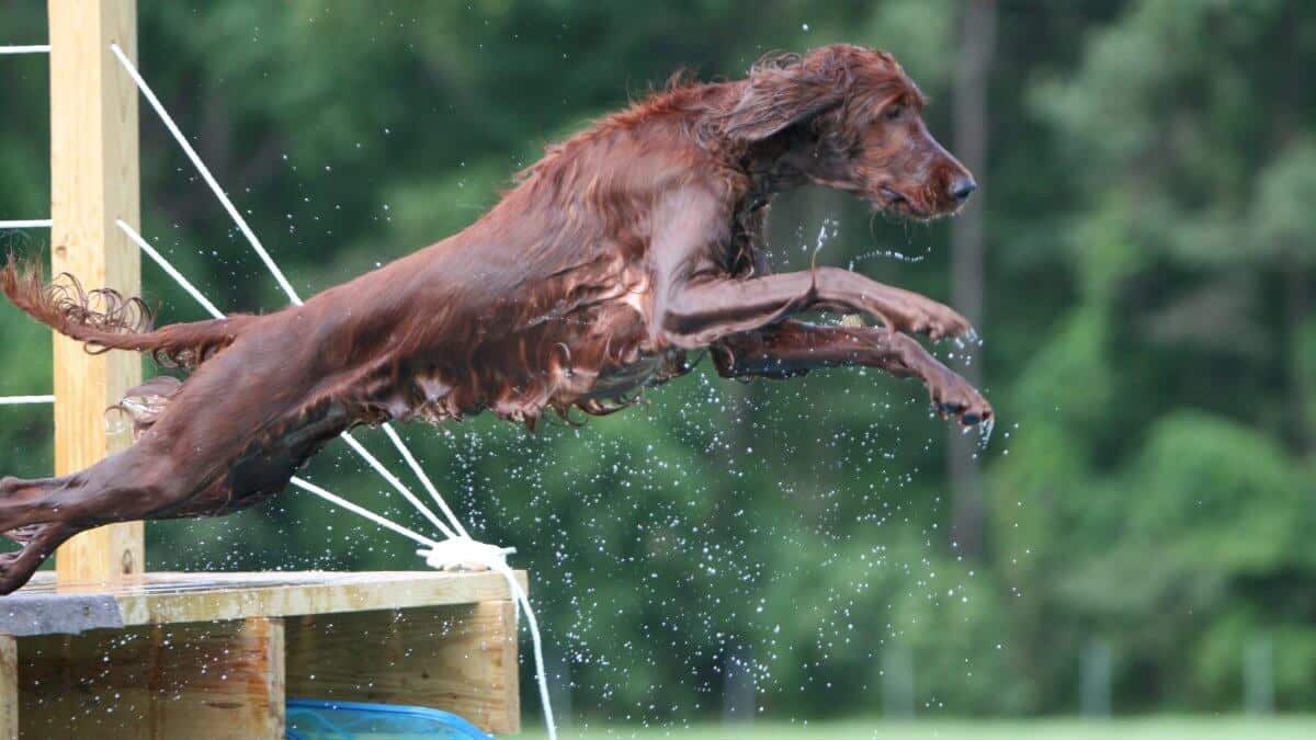 Irish Setter jumping in the pool during Dock Diving