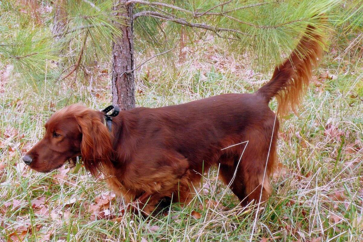 Irish Setter in the field.