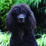 Close-up head photo of an Irish Water Spaniel dog.