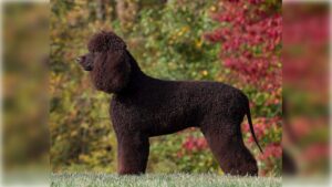 Irish Water Spaniel
