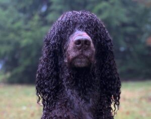 Front head photo of an Irish Water Spaniel