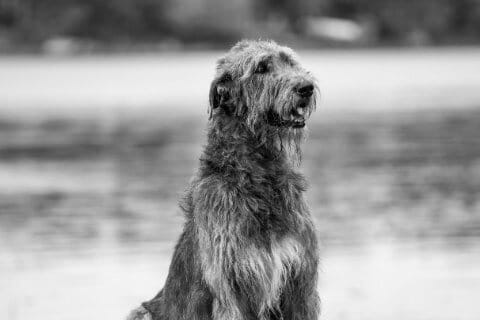 Find a Breeder or Rescue