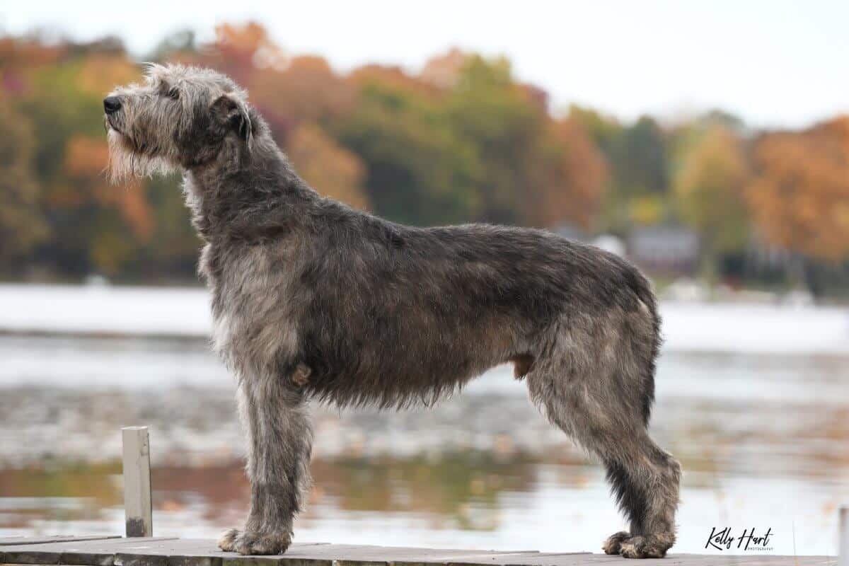 A photo of an Irish Wolfhound standing sideways in front of water.