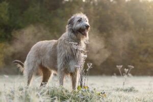 Judging Irish Wolfhounds