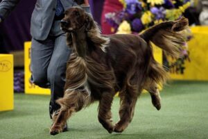Irish Setter gait in the show ring