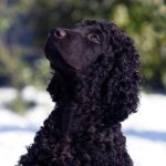 Close-up head photo of a young Irish Water Spaniel dog.