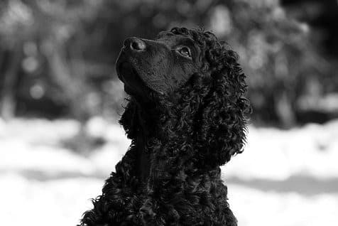 Find a Breeder or Rescue