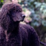 Close-up side photo of an Irish Water Spaniel dog.