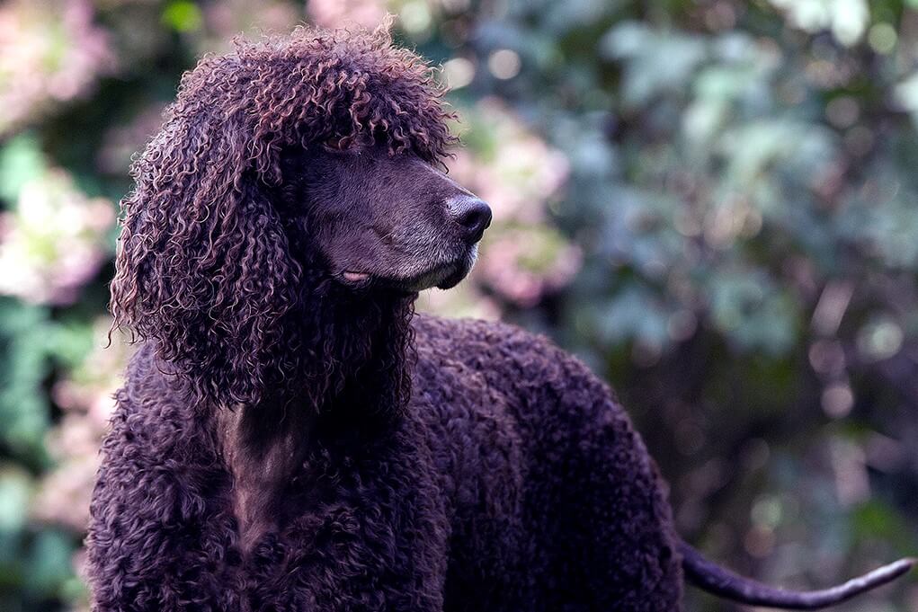 Close-up side photo of an Irish Water Spaniel dog.
