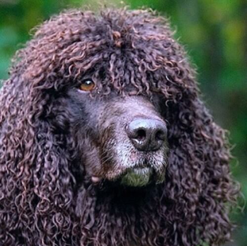 Close-up photo of an Irish Water Spaniel head