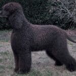 Side photo of an Irish Water Spaniel dog, standing outside, in the yard.