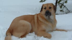 Chinook lying in the snow.