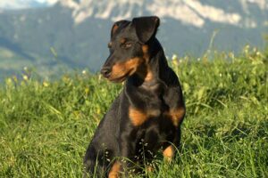 Jagdterrier sitting outside on the grass.