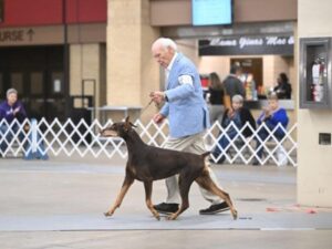Jim White, Breeder of Cambria Doberman Pinschers