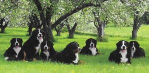 Bernese Mountain Dog Breed - Bernese Mountain Dogs lying on grass