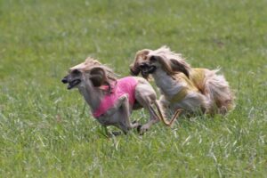 kominek afghan hounds