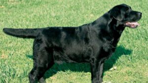 Labrador Retriever