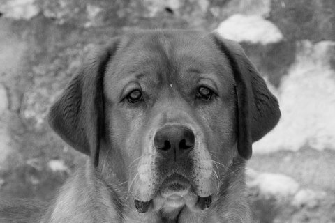 Find a Breeder or Rescue