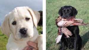 Two combined photos of Labrador Retrievers