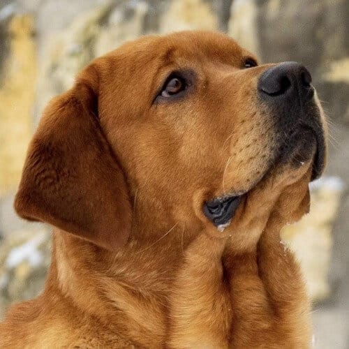 Close-up head photo of a Labrador Retriever