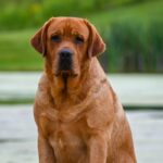A photo of a Labrador Retriever sitting.