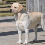 A photo of a Labrador Retriever standing tall.