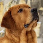 A close-up photo of a Labrador Retriever looking up.
