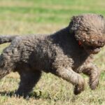 A photo of a Lagotto Romagnolo running in a field.
