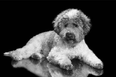 Find a Breeder or Rescue