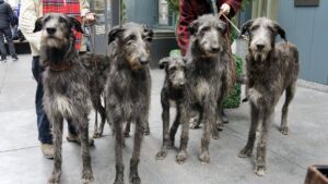 Margaret Foxmoore - Scottish Dog