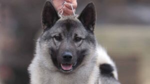 Close-up head photo of a Norwegian Elkhound.