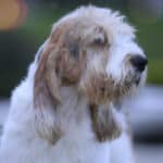 A close-up photo of Grand Basset Griffon Vendéen.