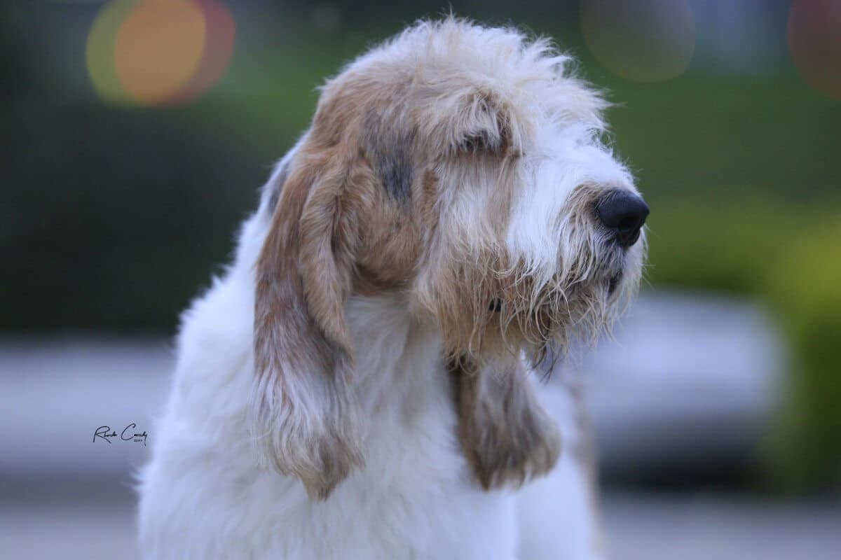 A close-up photo of Grand Basset Griffon Vendéen.