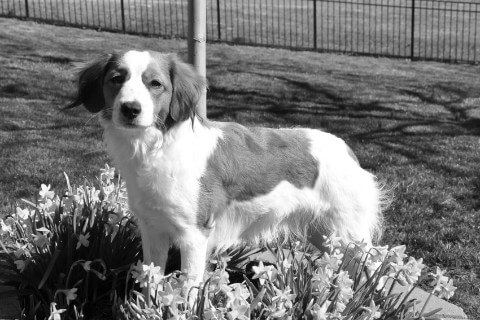 Find a Breeder or Rescue